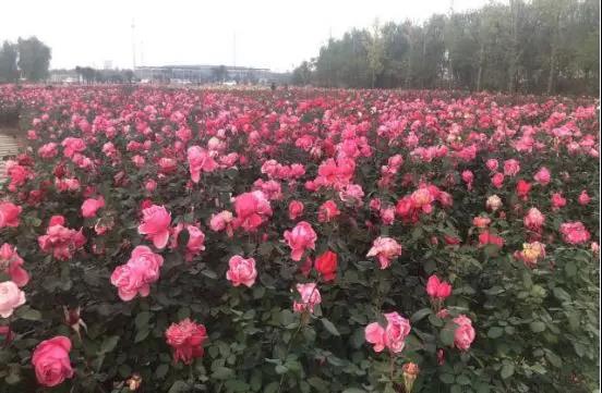 1564727477029022358.jpg 6.jpg